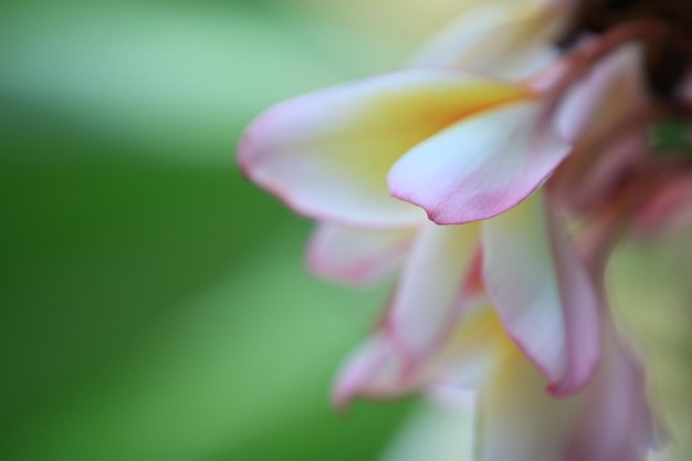 Flor de plumeria blanca rosa con fondo de naturaleza verde Flores de primavera coloridas