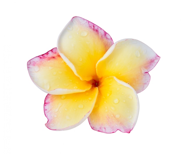 Flor del plumeria en blanco.