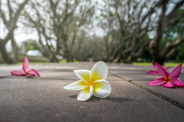 Foto flor del plumeria en el camino sobre la foto borrosa de fondo del árbol