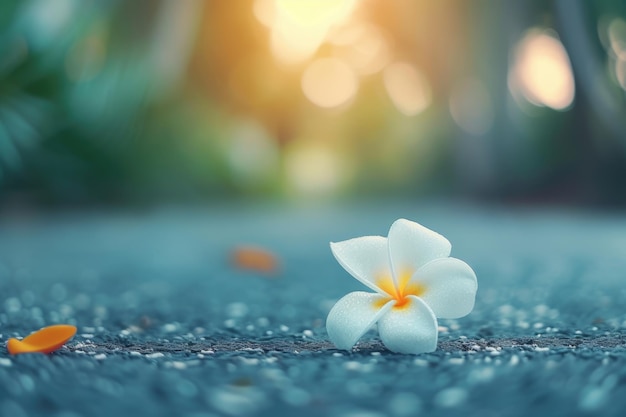 La flor de la plumeria en el camino.