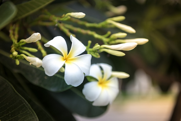 La flor del Plumeria está floreciendo por la mañana