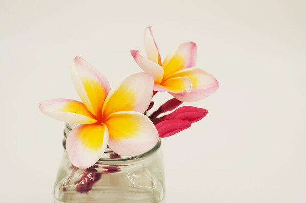 Flor del Plumeria en el fondo blanco