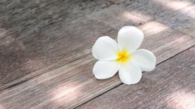 Flor del Plumeria en un fondo de madera.