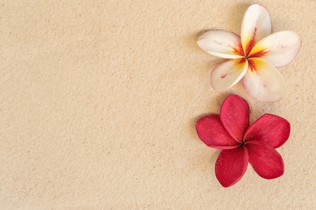 Flor plumeria en el fondo de la playa de arena