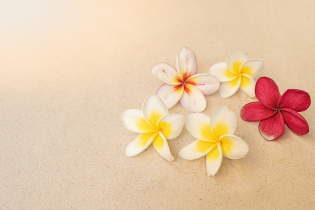 Flor plumeria en el fondo de la playa de arena