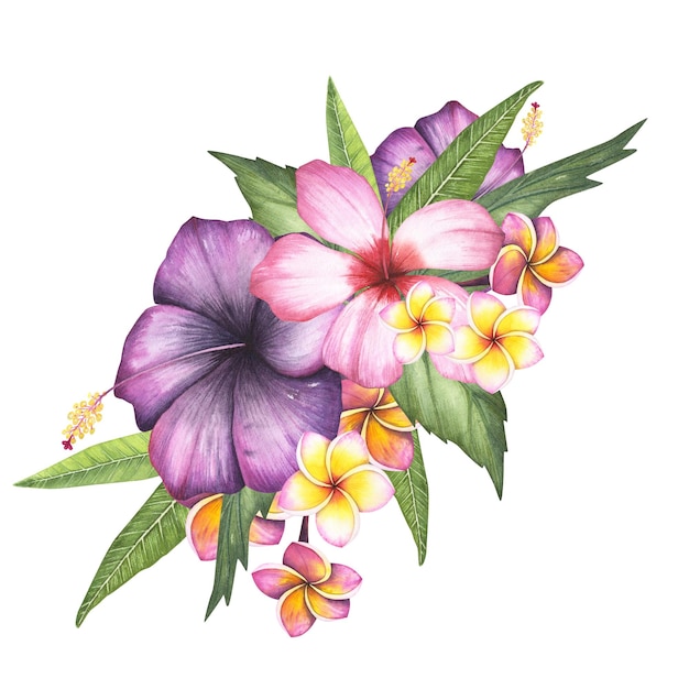 Flor de plumeria de hibisco rosa aislada sobre fondo blanco Ilustración botánica dibujada a mano con acuarela para el diseño