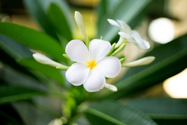 Flor de plumeria con hojas verdes