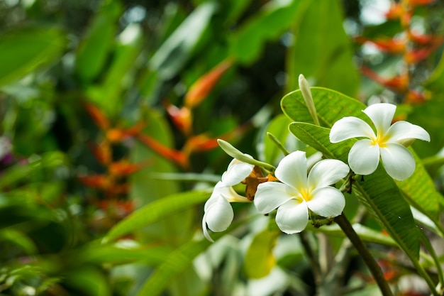 Flor Plumeria na árvore ou flores tropicais Frangipani