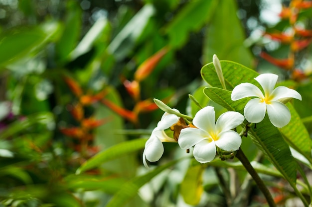 Flor Plumeria na árvore ou flores tropicais Frangipani