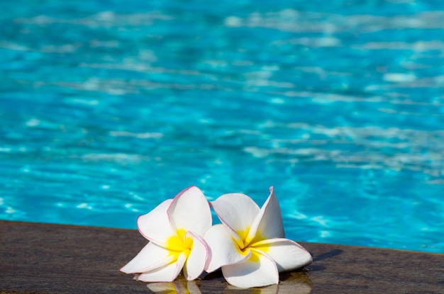 Flor plumeria na piscina