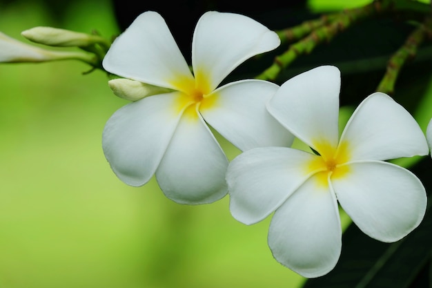 Foto flor del plumeria o flor del árbol del templo en el jardín.