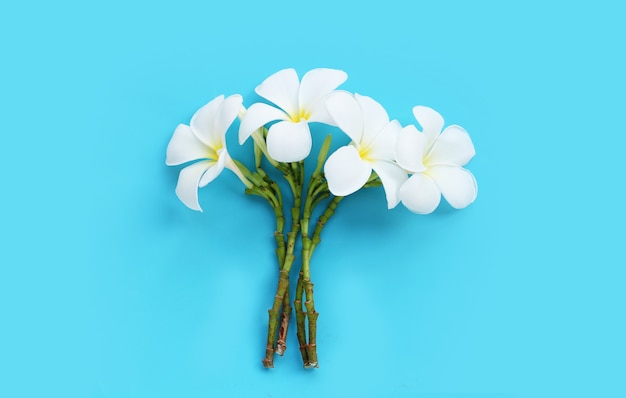 Flor de plumeria o frangipani sobre fondo azul. Vista superior