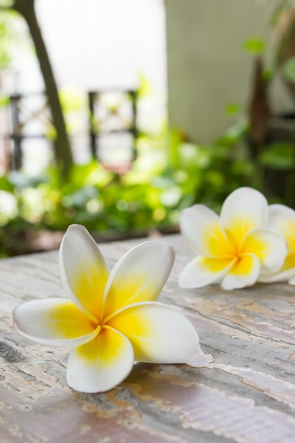 Flor del Plumeria o del frangipanni en el fondo de madera.