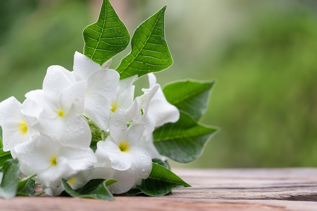 Flor de Plumeria pudica Jacq blanca con gotas de agua.