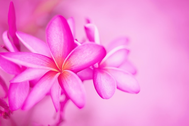 flor de plumeria rosa flor