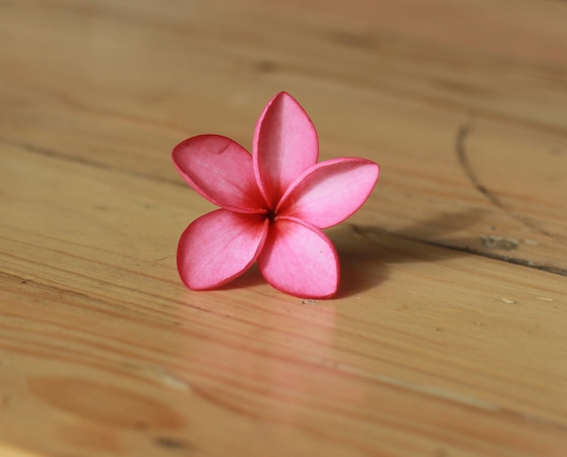 Flor de plumeria rosa sobre mesa de madera. Plumeria rosa tan hermosa. Pumería rosa.