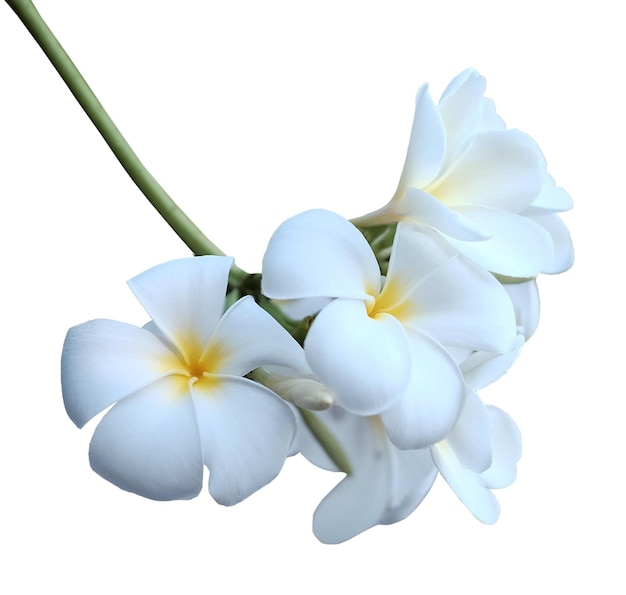 Foto la flor de la plumeria rubra blanca o las flores de frangipani brunch aisladas sobre un fondo blanco