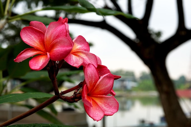 Flor de plumeria rubra rosa o flor de frangipani.