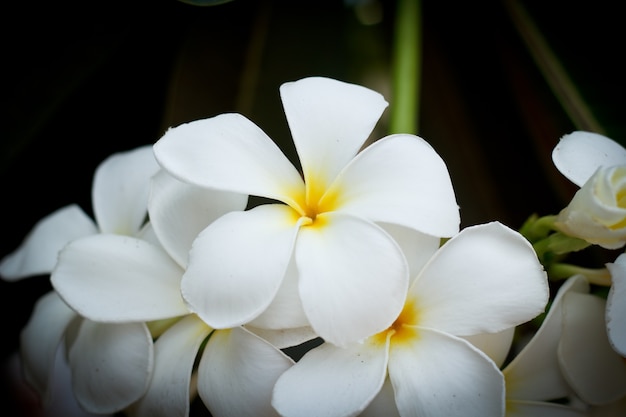 Flor del plumeria