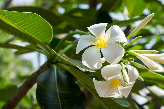 Flor del plumeria