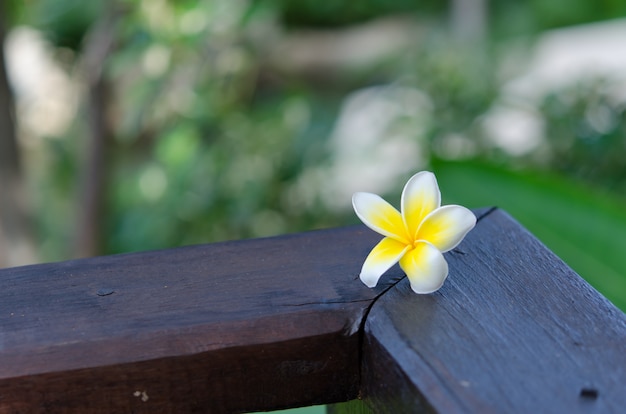 Flor de plumeria