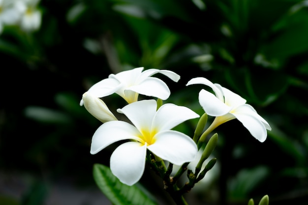 Flor del plumeria