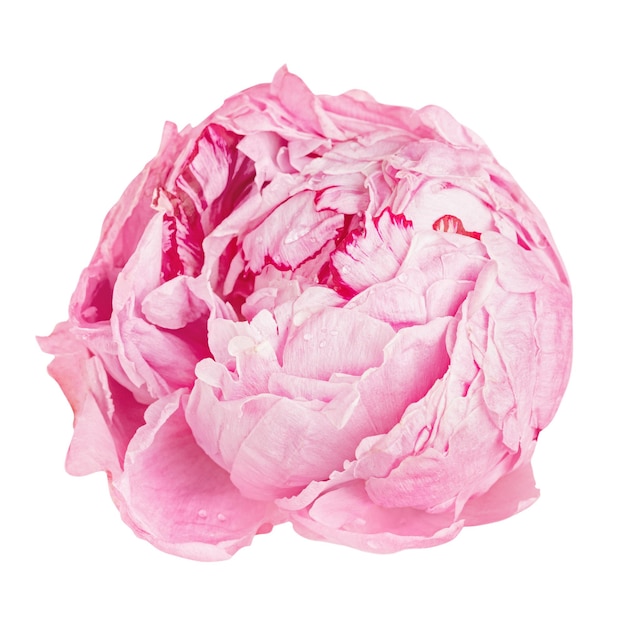 Flor png redonda de color rosa con fondo transparente