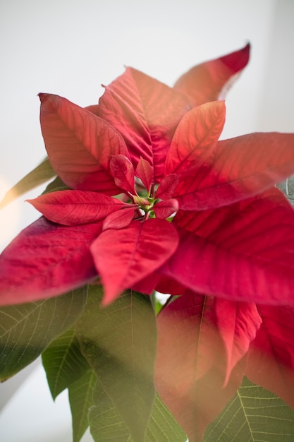 La flor de la poinsettia de Navidad rojo aislado en blanco con rayos de sol, macro shot