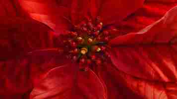 Foto la flor de poinsettia roja euphorbia pulcherrima o nochebuena la estrella de navidad es una flor generativa de ia