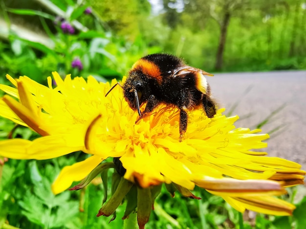 Foto la flor polinizadora de las abejas