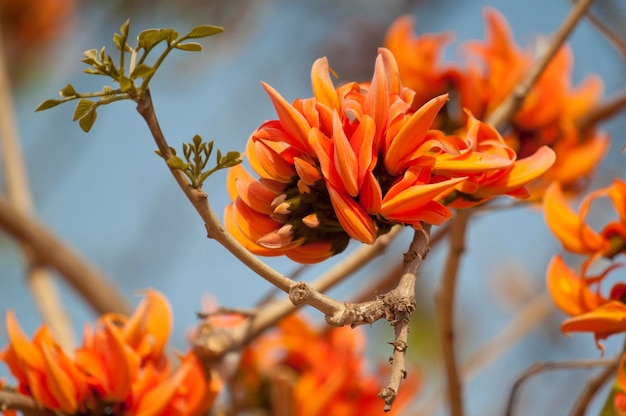 Flor polonesa em plena floração