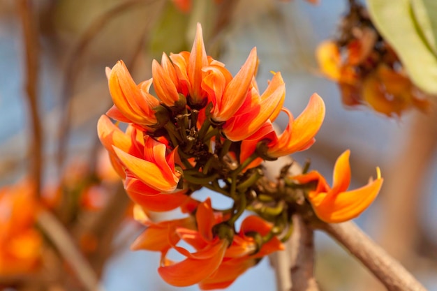 Flor polonesa em plena floração