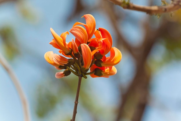 Flor polonesa em plena floração