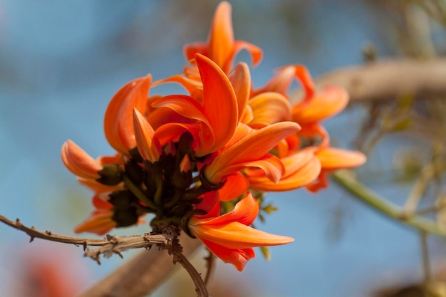 Flor polonesa em plena floração