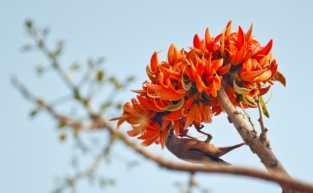 Flor polonesa em plena floração