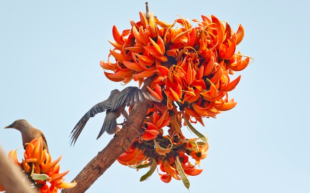 Flor polonesa em plena floração