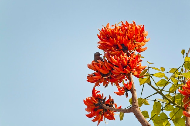 Flor polonesa em plena floração