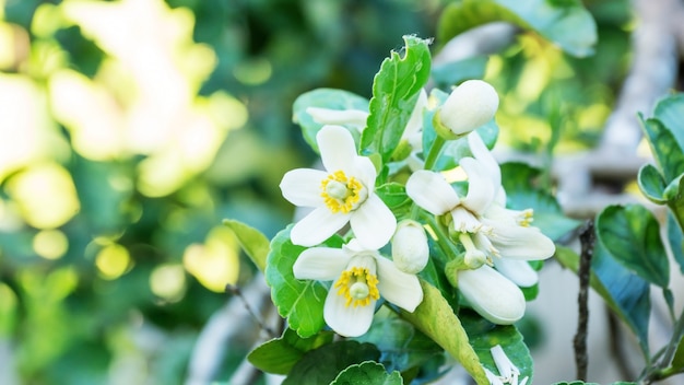 Flor de pomelo en un árbol pomelo.