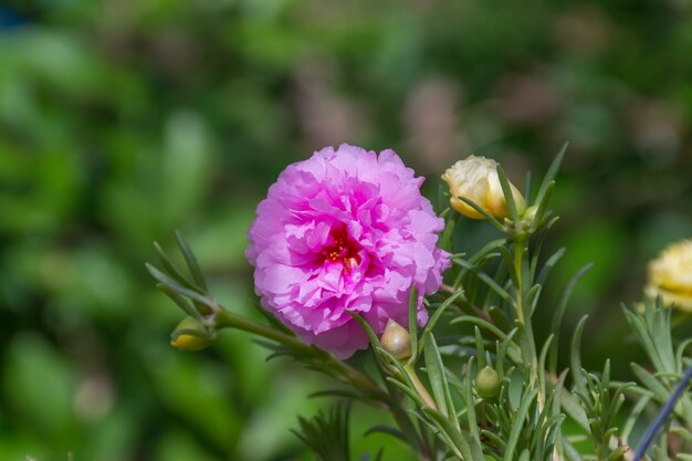 Flor, (Portulaca, musgo, rosa, planta sol, sun, flor rosa), cor rosa