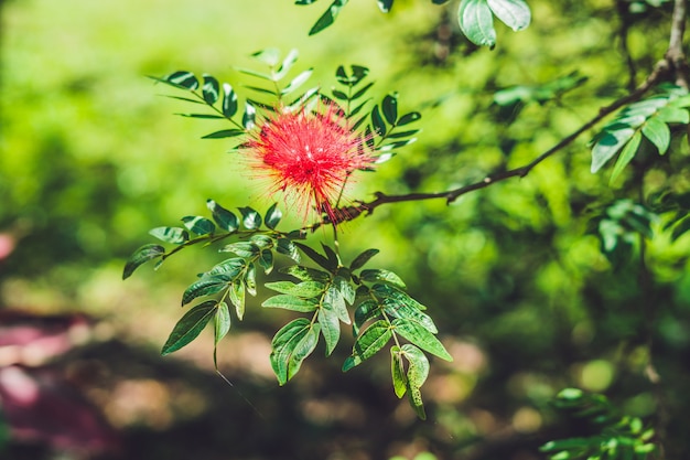 Flor de Powderpuff esponjosa roja que florece en el jardín