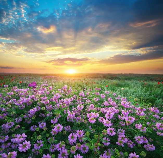 flor, en, pradera