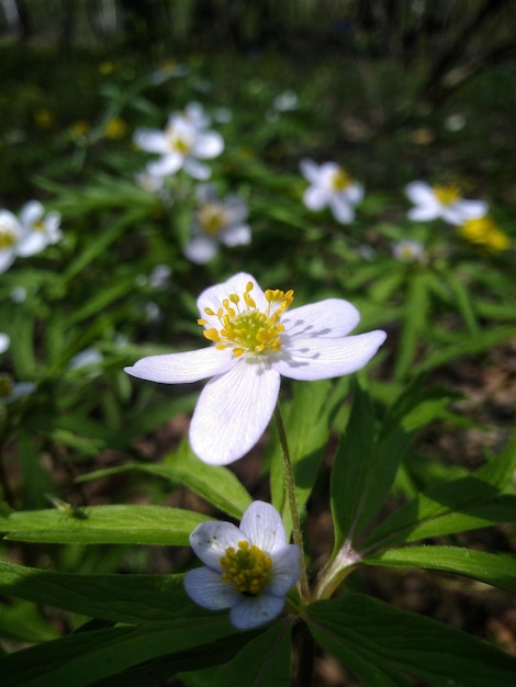 flor en el prado del bosque