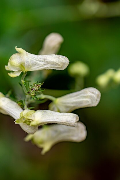 Foto la flor en el prado