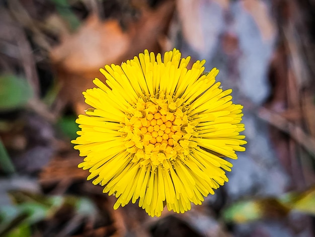 Flor de primavera amarilla de cerca Primeras flores en el bosque