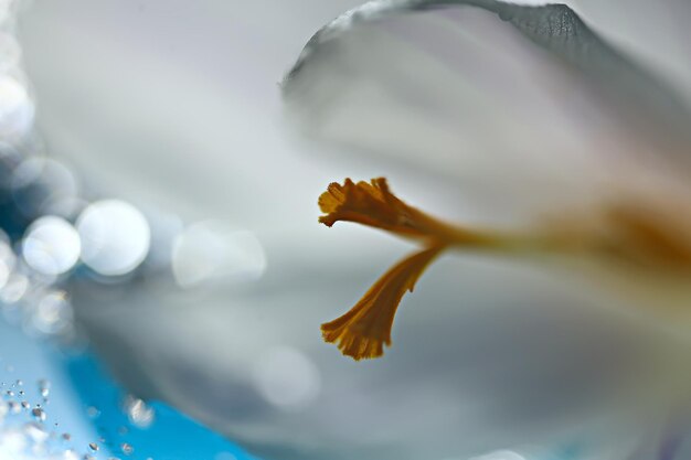 flor de primavera de azafrán blanco, fondo abstracto de primavera, concepto de naturaleza