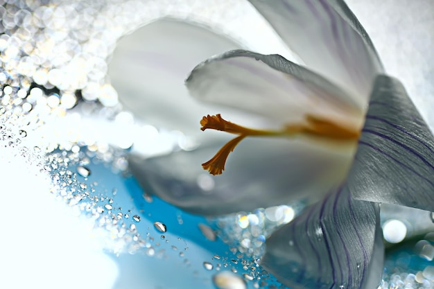 Flor de primavera de azafrán blanco, fondo abstracto de primavera, concepto de naturaleza