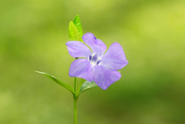 Flor de primavera azul en el campo