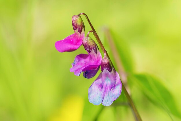 Flor de primavera azul en el campo