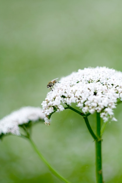 Flor de primavera blanca y abeja en verde