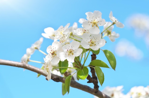 Flor de primavera y capullo de árbol